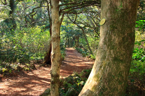 LED 조명을 이용한 실내 수경재배