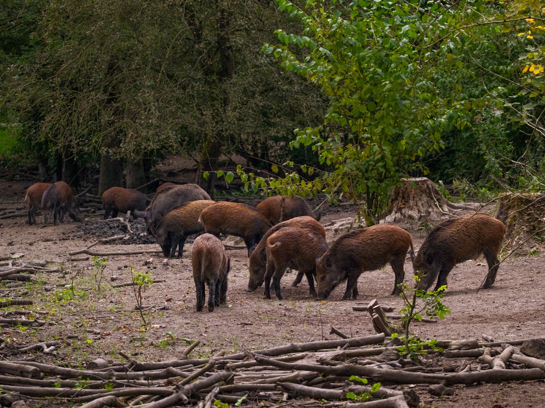 Wild boar