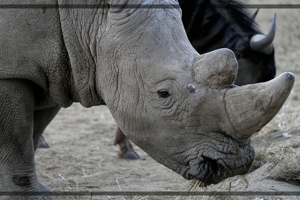 지구가 아파요. 5 자바코뿔소, 멸종 위기 포유류 자연의 귀중한 존재