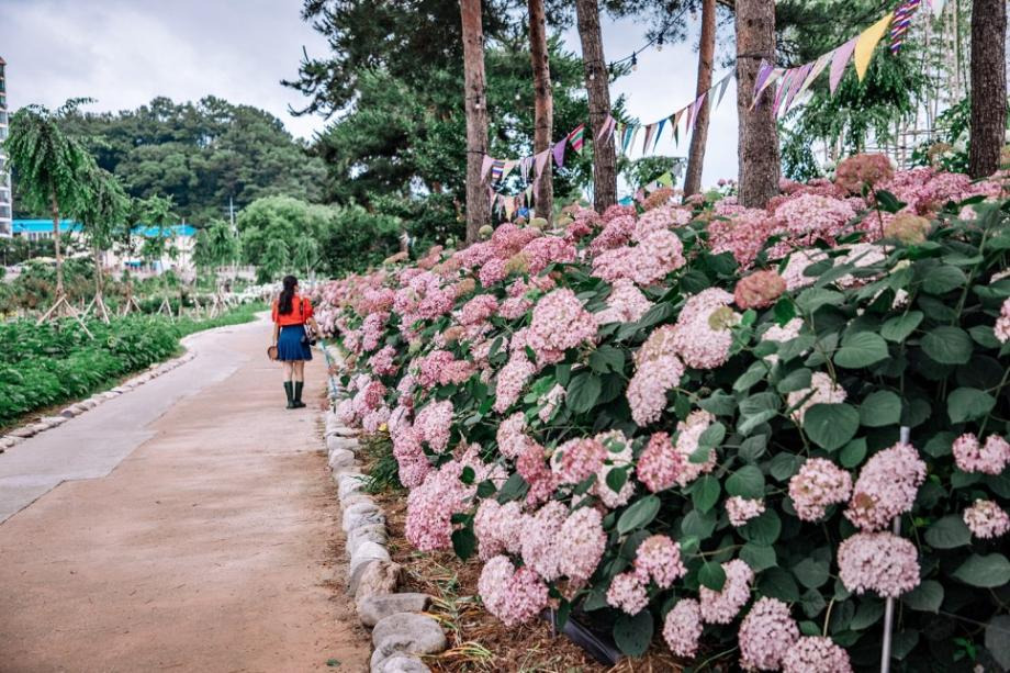 2025 공주 수국축제, 유구 색동 수국정원에서 즐기는 여름꽃 향연(6.27~29)