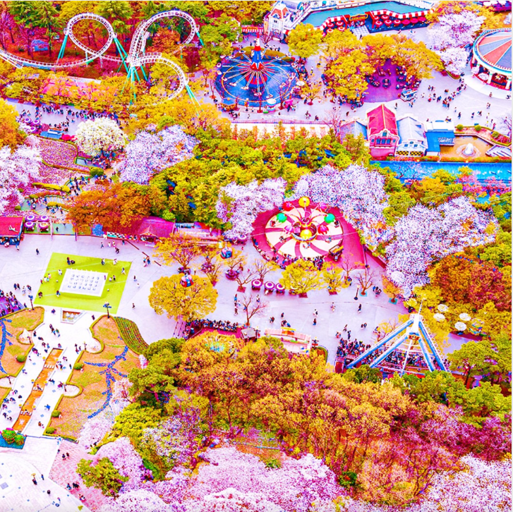 이월드 블라썸 피크닉과 관련된 사진