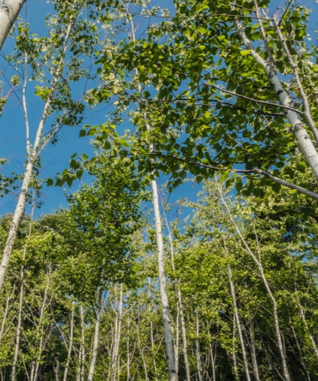25년 봄 화담숲 사전예약 및 할인혜택