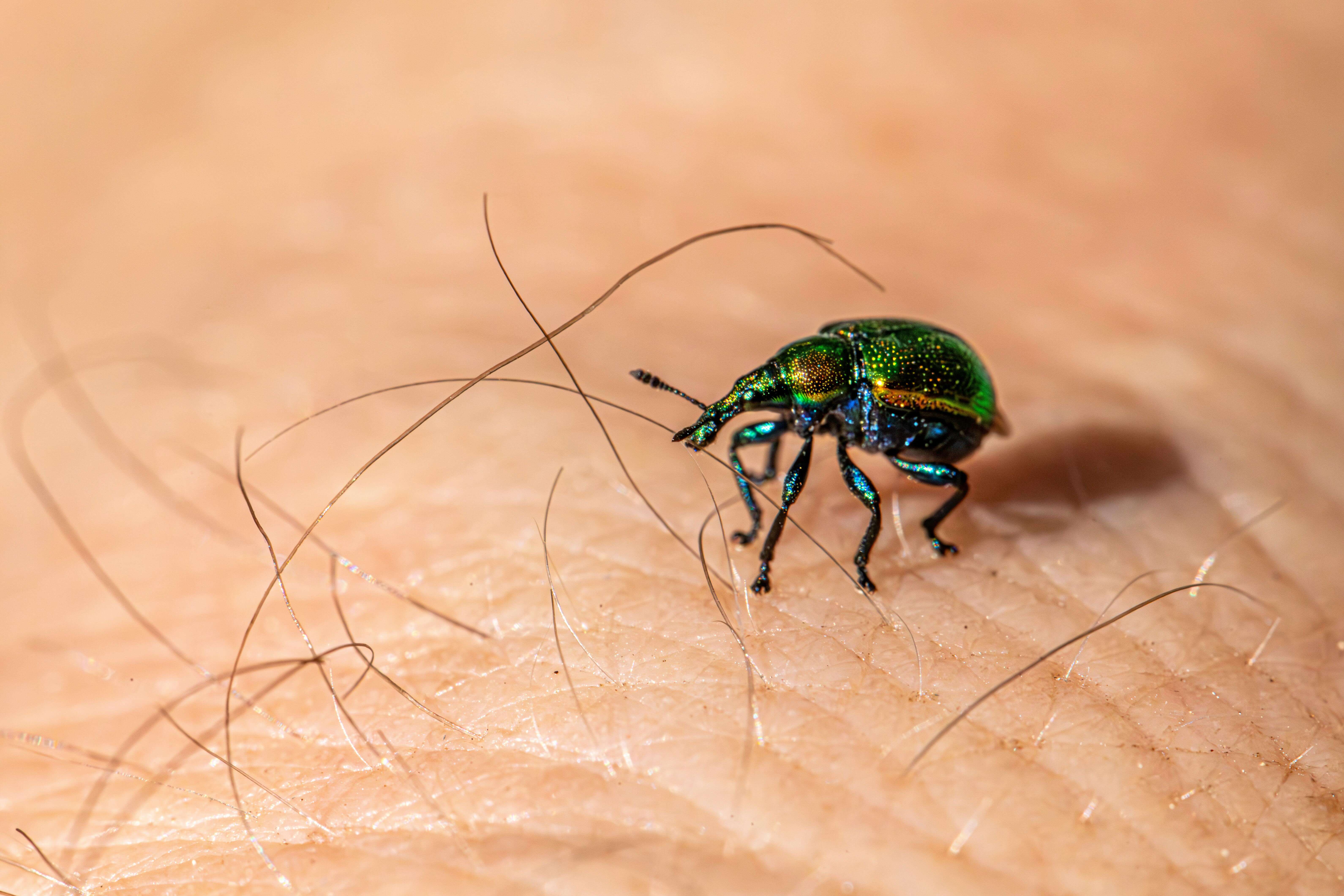 벌레 물림 NO! 야외활동 벌레 예방 방법과 필수 준비물 체크리스트