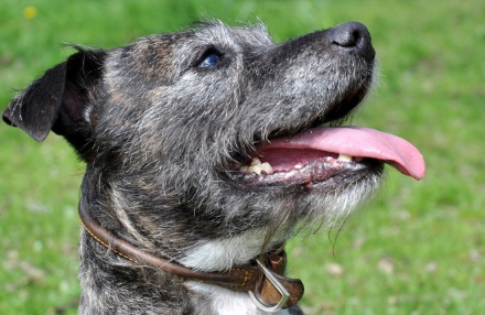 스태포드셔 테리어의 러처.