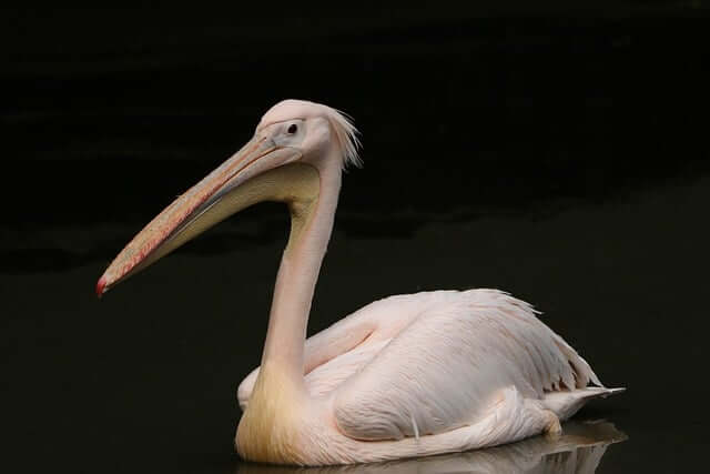 물새-보는-꿈-해몽