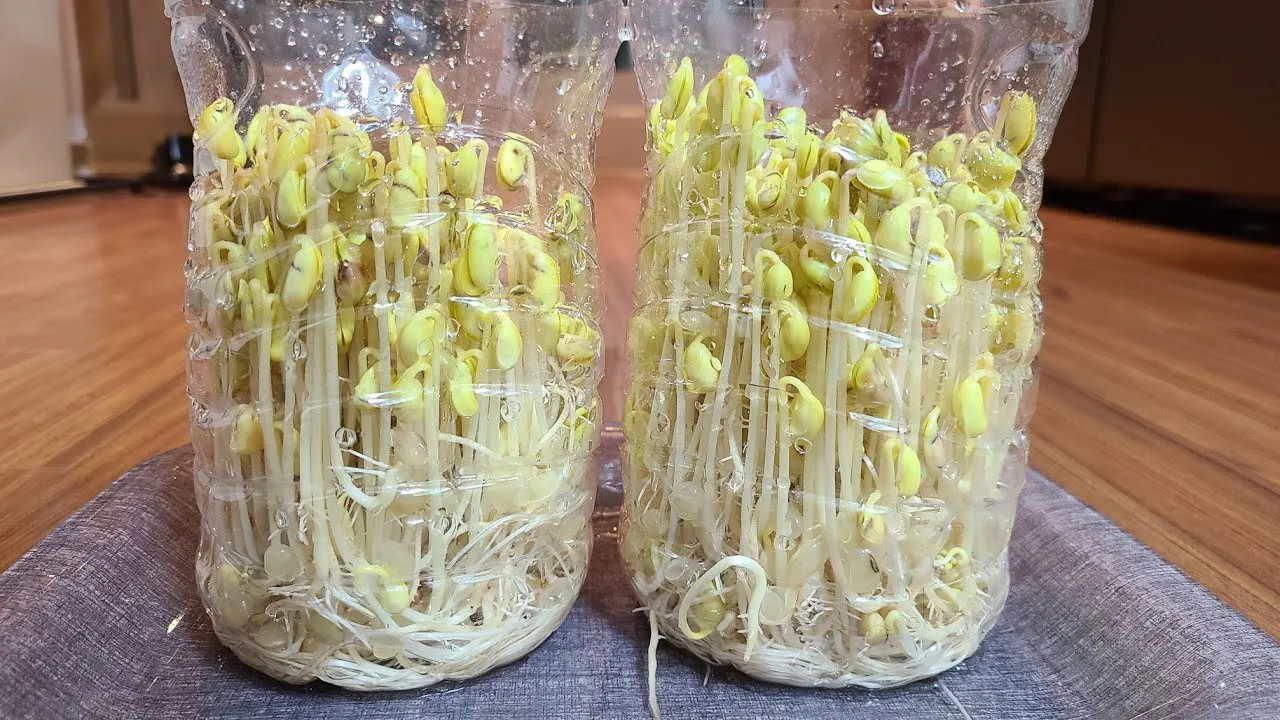 콩나물 재배 콩 불리기 온도 유지 깨끗한 세척_2