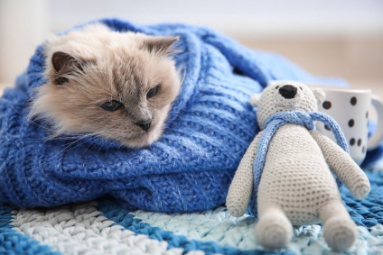 니트에 싸여 봉제인형과 쉬는 고양이.