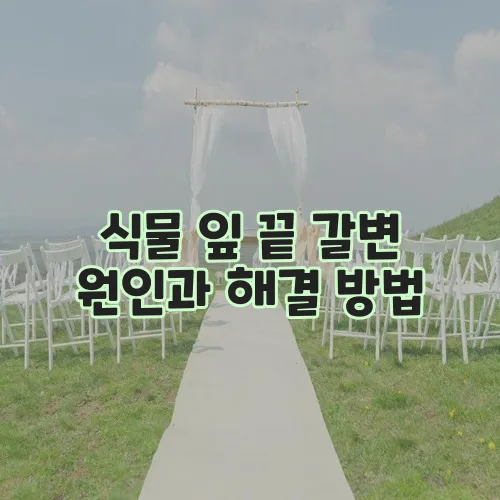 식물 잎 끝 갈변 원인과 해결 방법