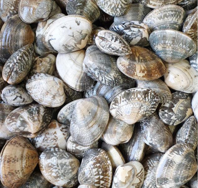 싱싱한 생방송투데이 장바구니 고창 바지락