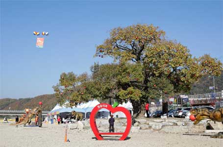 청송사과축제