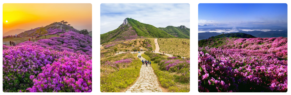 황매산 철쭉
