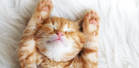 손톱이 검을지도 모르는 아기고양이의 만세.