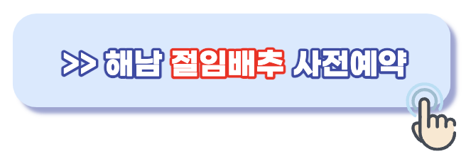 해남 절임배추