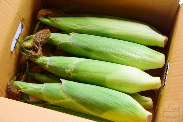 맛있는 옥수수 고르는법
