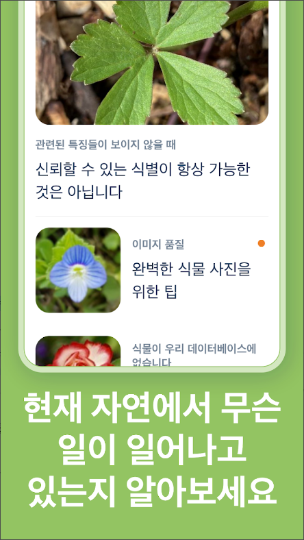 꽃 이름 찾기 어플(Flora Incognita), 꽃의 사진을 찍어 꽃의 이름 알아보기