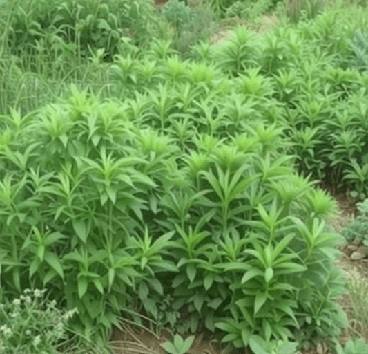 망초대 먹는 법
망초대는 살짝 데쳐서 나물로 먹거나 된장국,