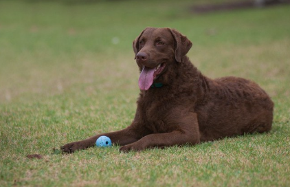 공을 가진 체사피크 베이 리트리버.