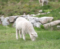 2025년 을사년 푸른뱀띠해 좋은정보