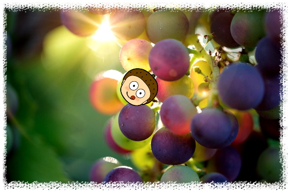 포도는 정말 신장에 좋아