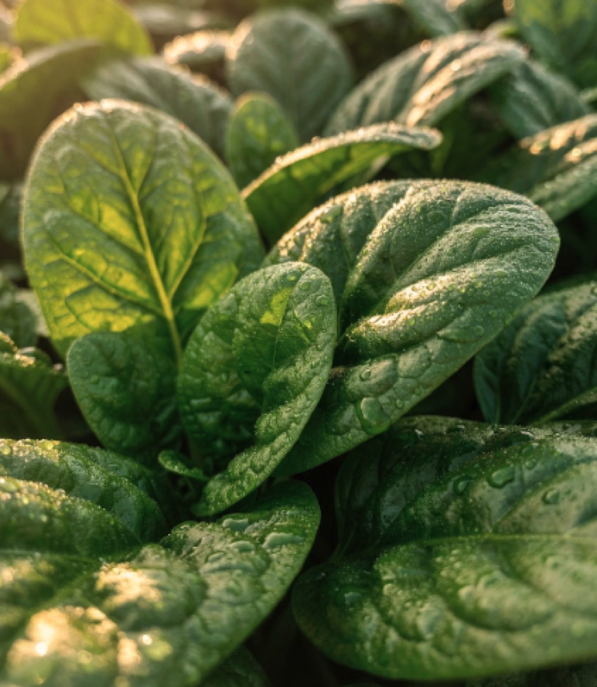 시금치 효능 대표이미지