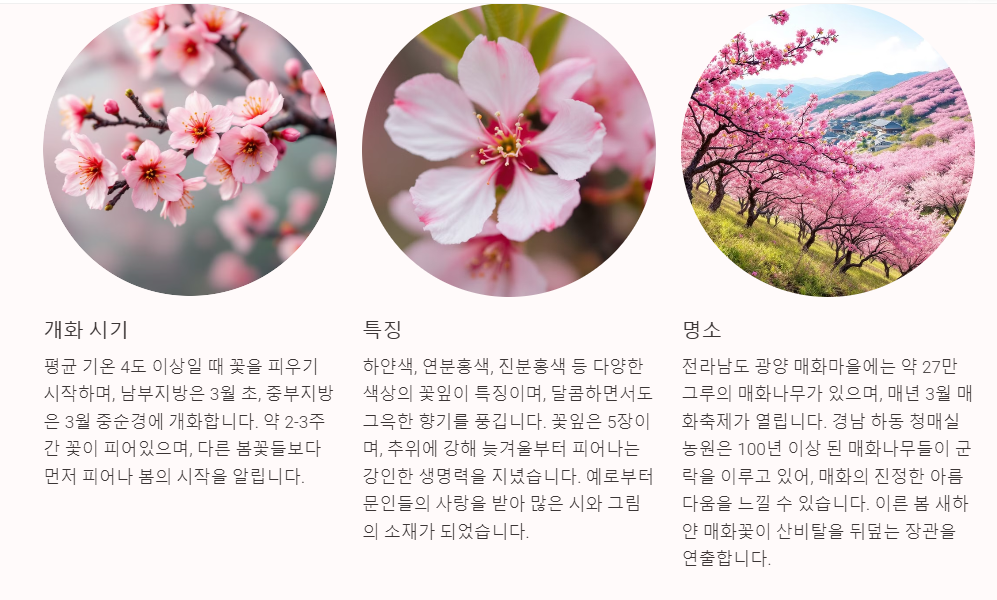 매화꽃