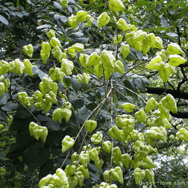 모감주나무 염주나무