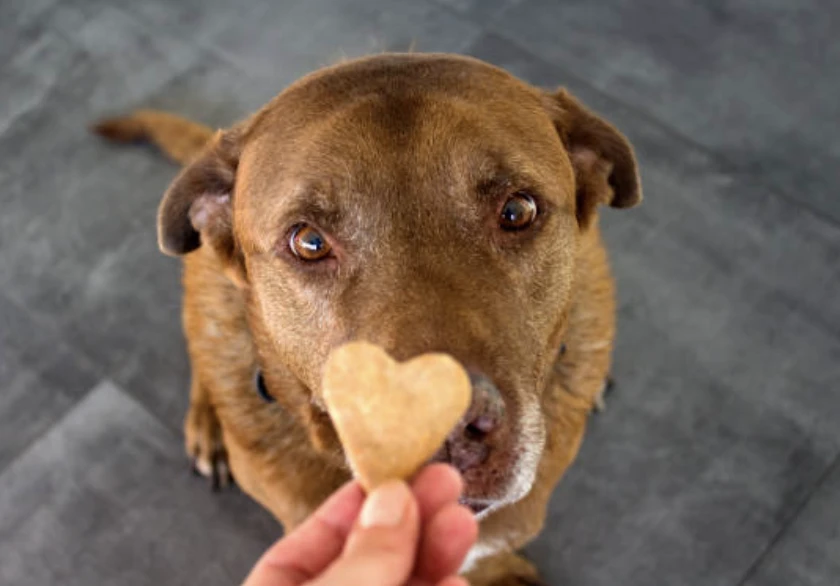 강아지 간식 추천