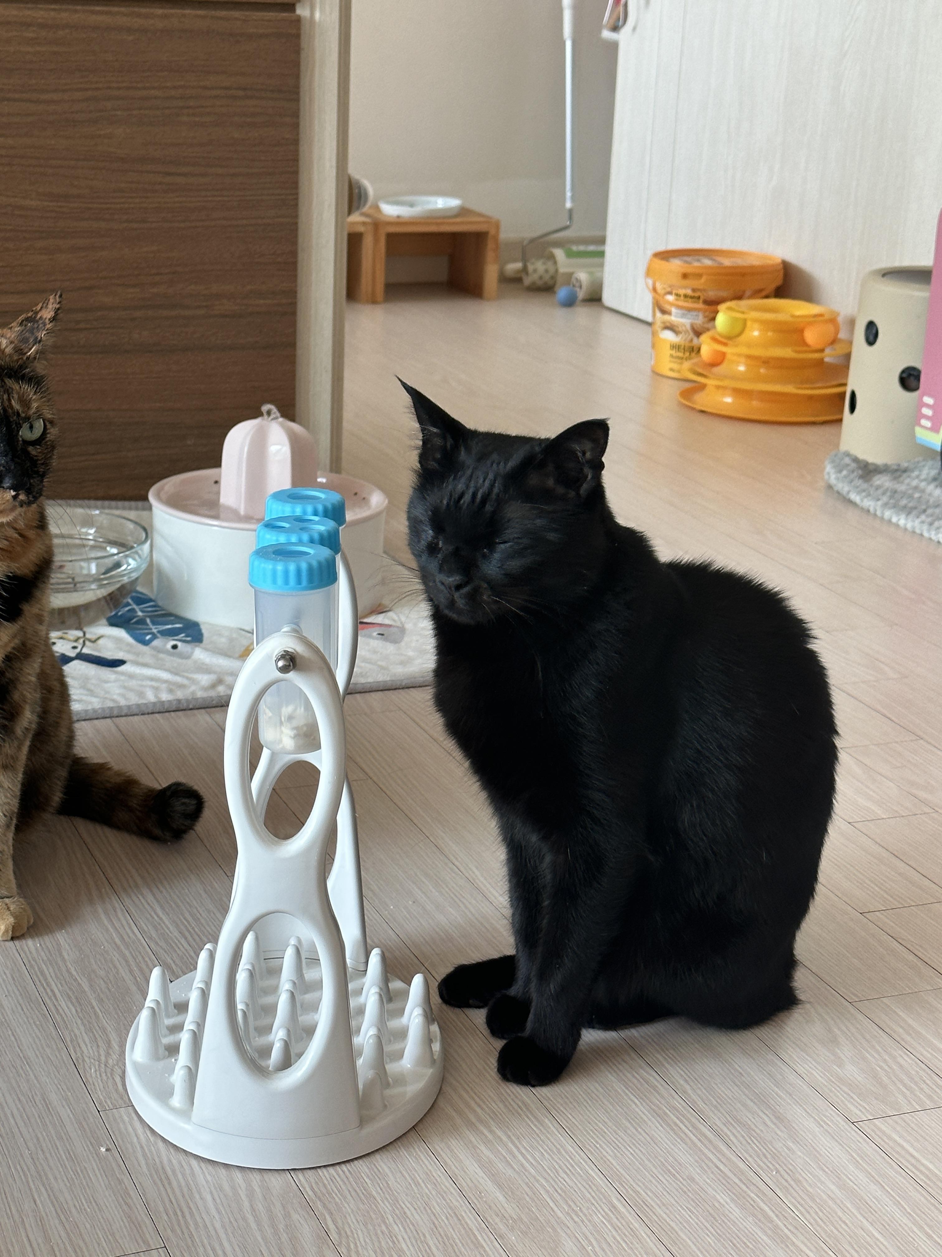 우리집 똑똑한 고양이 건이와 먹보 사랑이 (feat. 똑똑한 고양이를 둔 다묘집사의 고민)