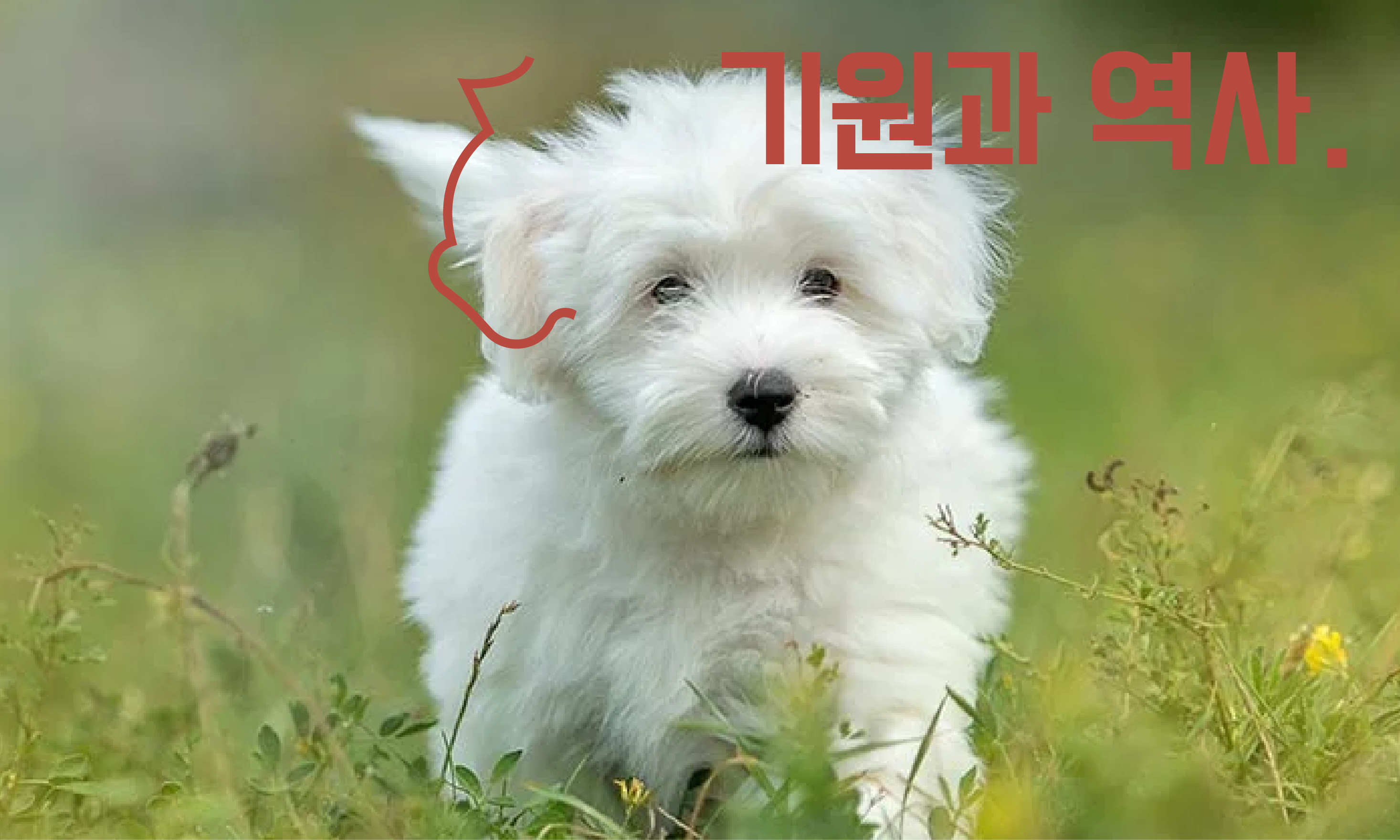 꼬통-드-툴레아