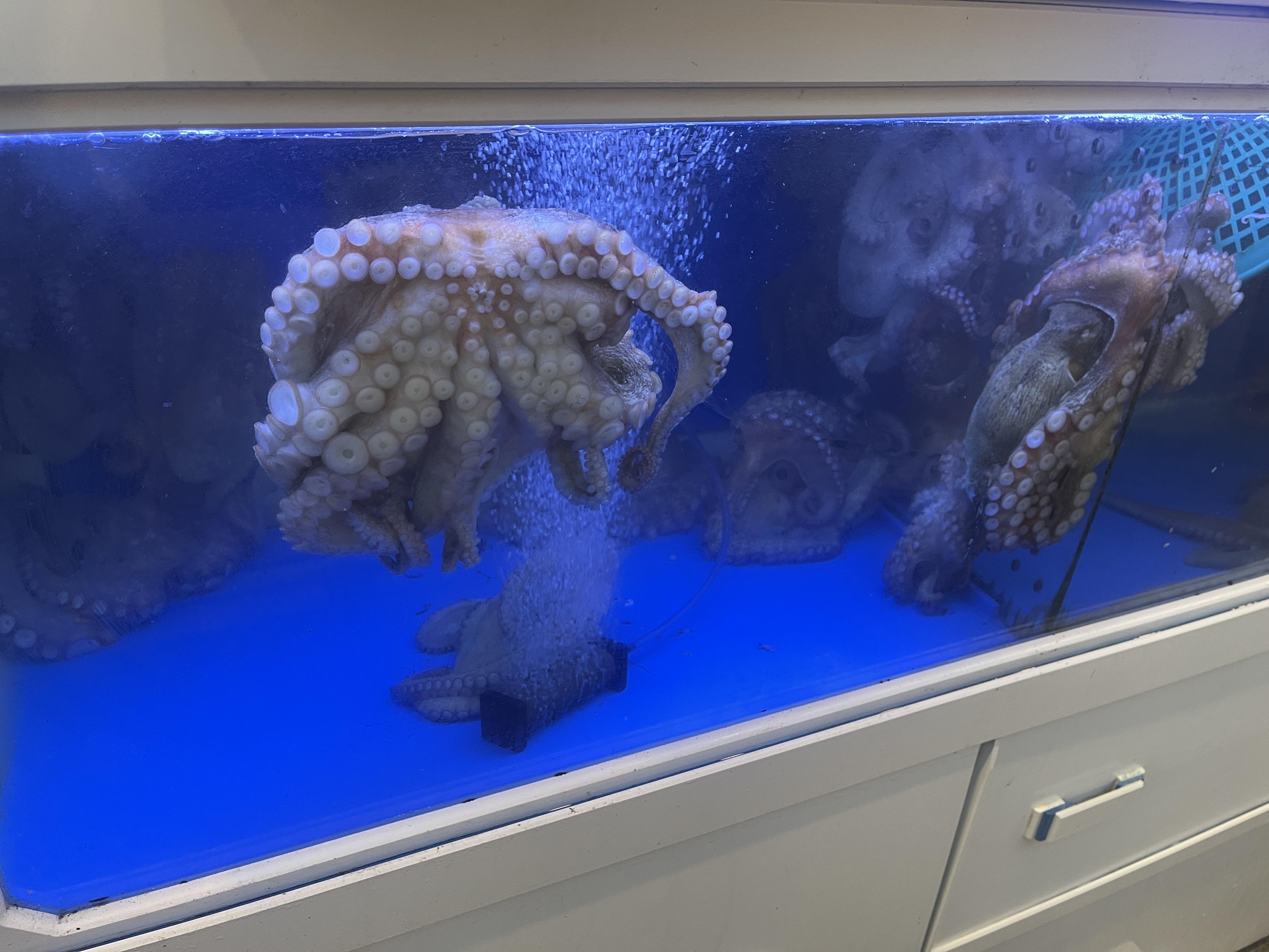 부산 다대포해수욕장 술집맛집 할매집 포장마차