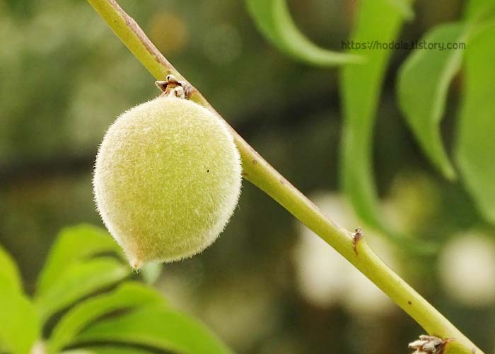 복숭아열매사진