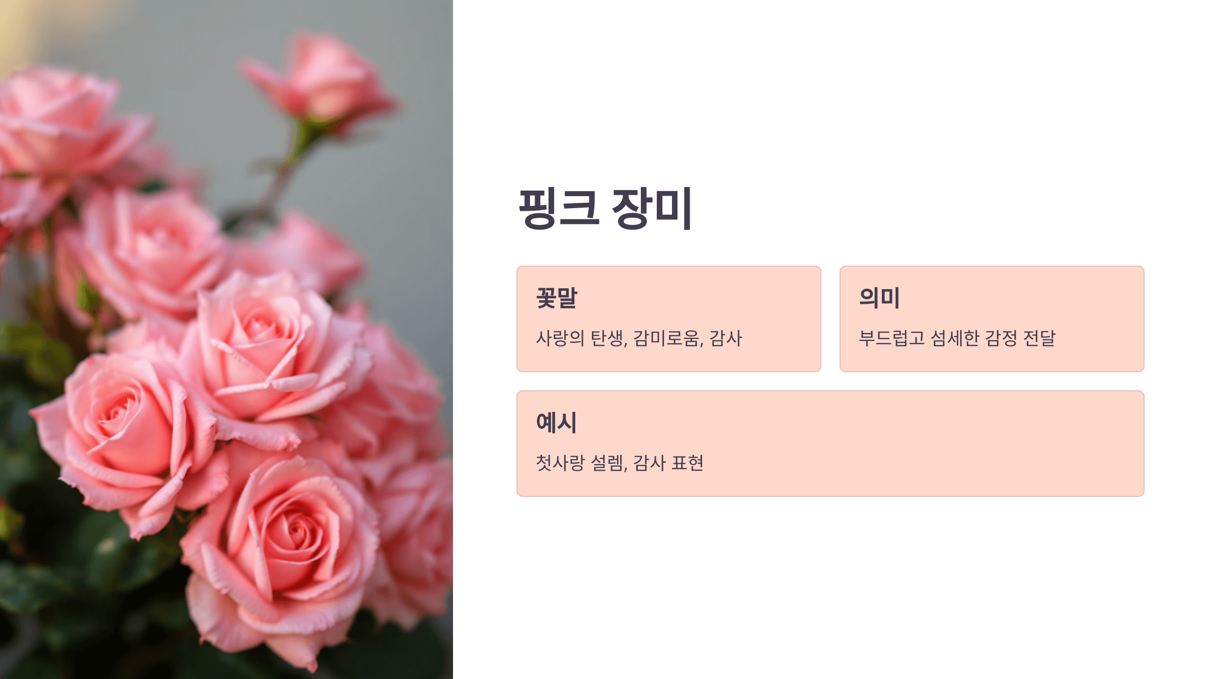 장미 사진입니다.