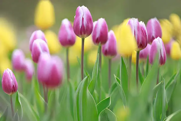 2026년-3월-꽃축제-일정-벚꽃-유채꽃-튤립-개화-시기