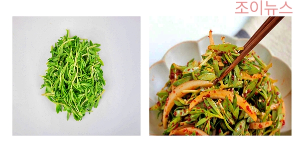 돌나물의 특징과 섭취방법