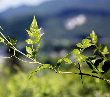 항산화 허브는 활성산소를 억제하고 면역력을 높여 암 예방과 만성질환 관리에 도움