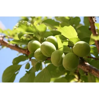 매실 수확시기_13