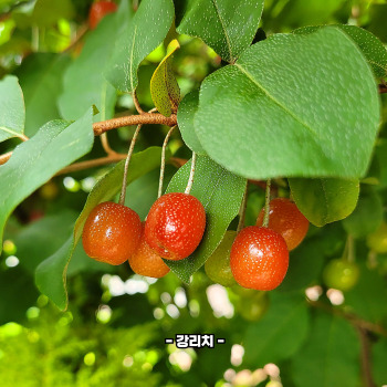 보리수 효능