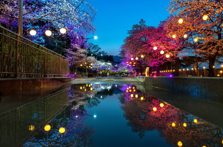 벚꽃 야경과 흐르는 물