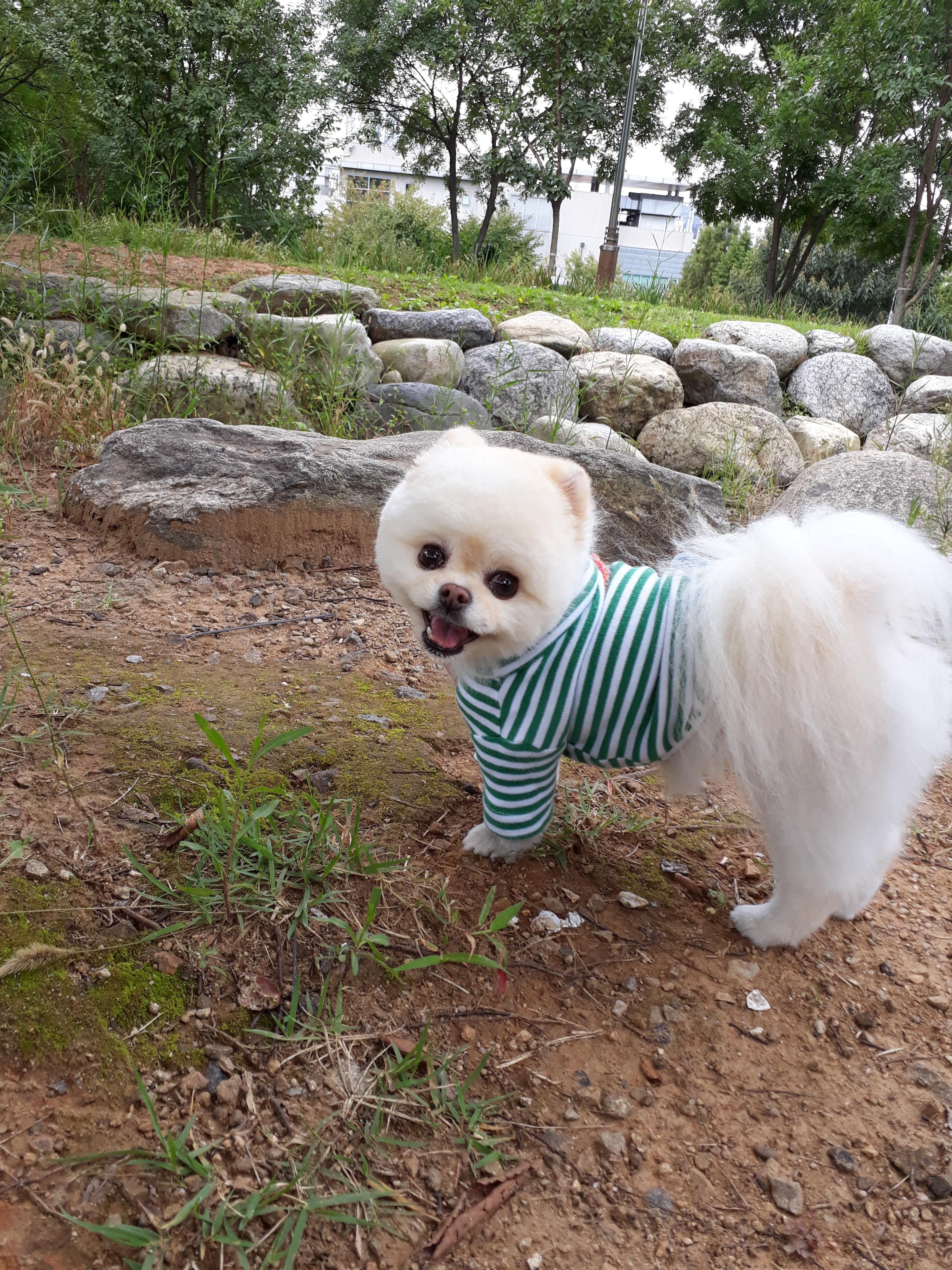 강아지 재채기 하는 이유 7가지 : 멈추는 방법