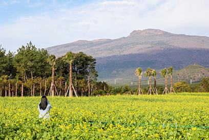 휴애리 유채꽃 축제