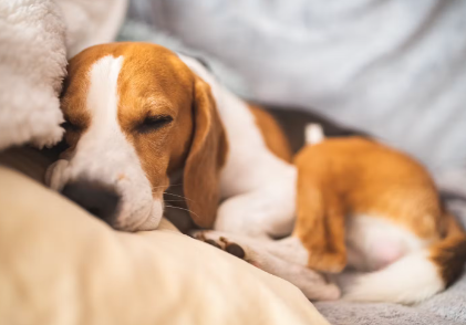 개는 같이 잘 사람을 고르고 있는가?