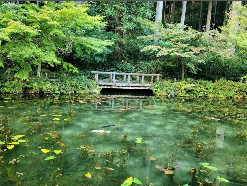 기후현의 모네의 연못