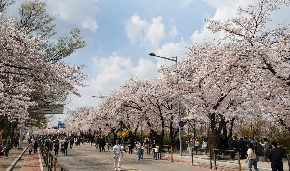 서울 여의도 윤중로 벚꽃축제