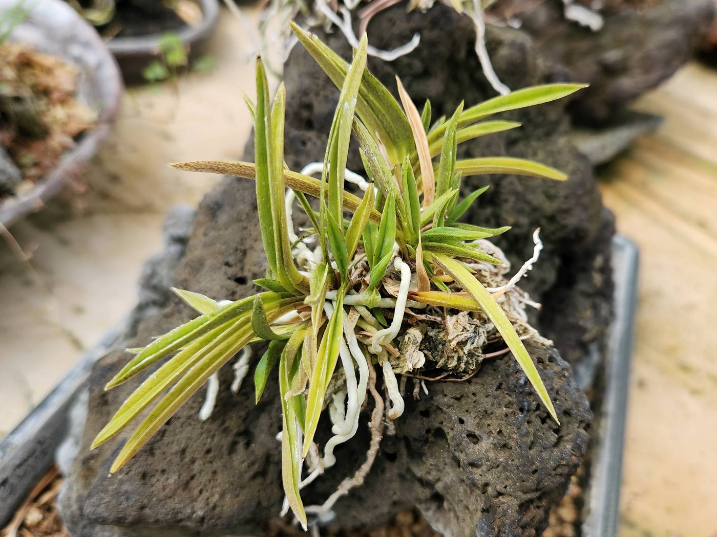 풍란 Wind orchid