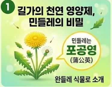 민들레 효능