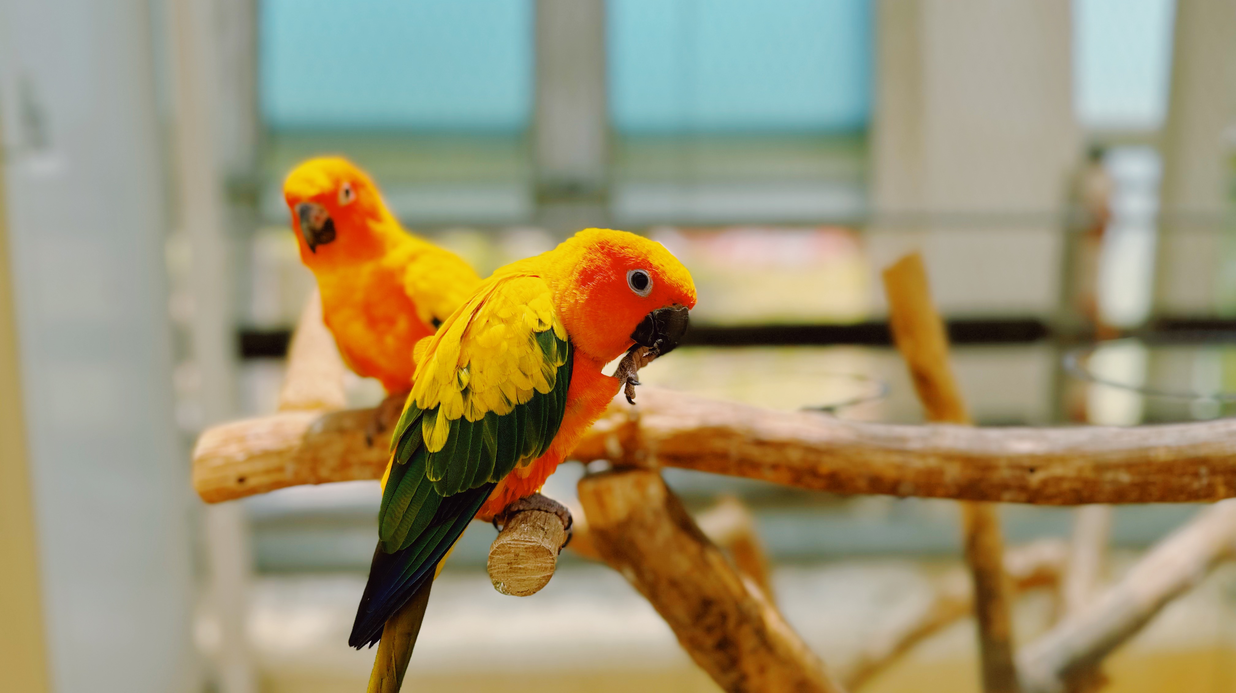 오월드 버드랜드