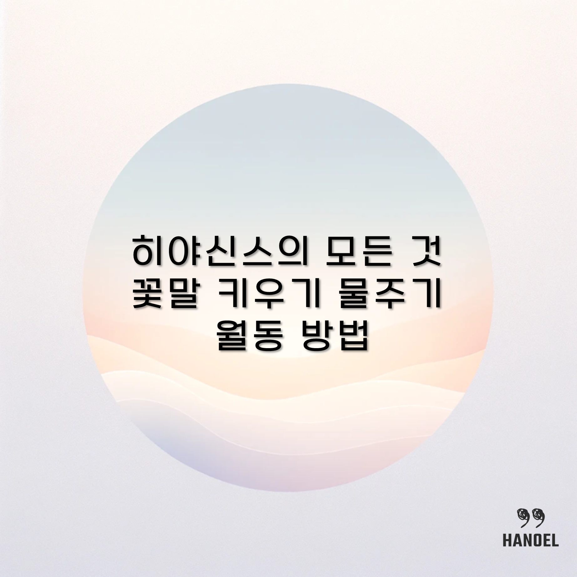 히야신스의 모든 것 꽃말 키우기 물주기 월동 방법