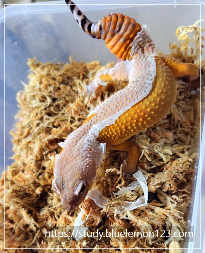 레오파드게코 눈병 났을 때