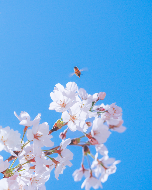 Alpha 1ㅣSEL100400GMㅣ@musteries