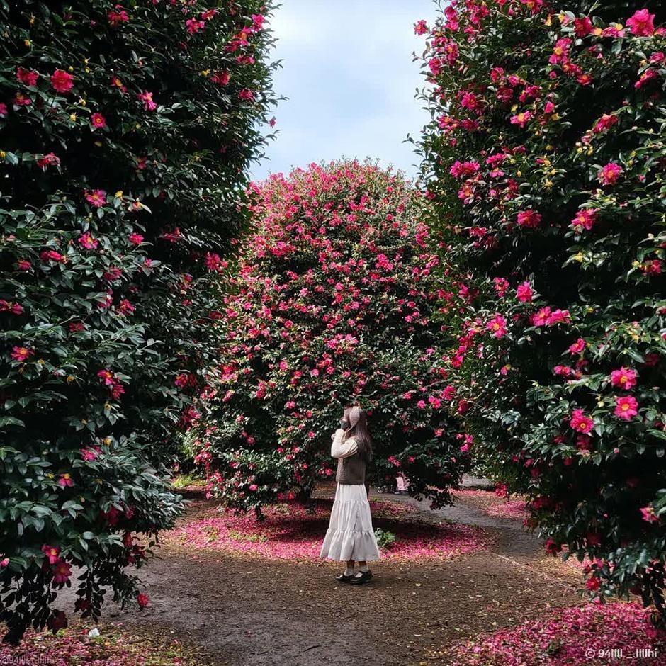 제주동백수목원